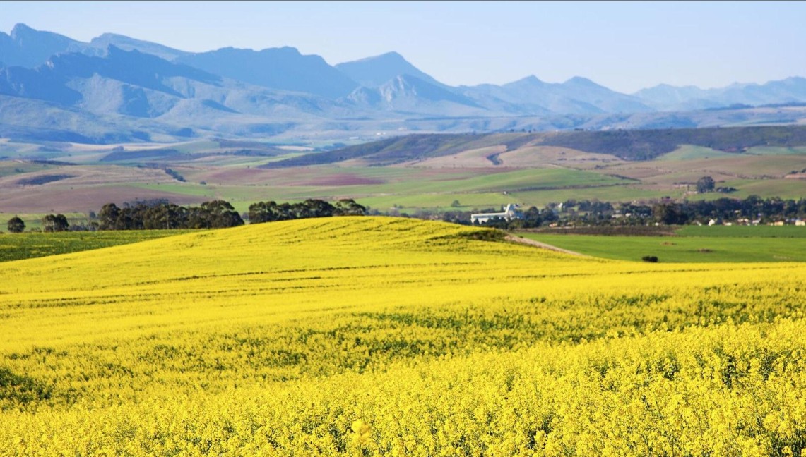 Overberg canola